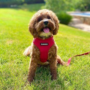 ✨NWOT✨Django Harness & Leash Set